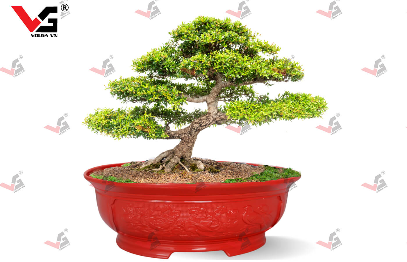 Kiểu dáng Oval thích hợp trồng các loại cây Đa, cây Si Bonsai có rễ lớn, rễ phân nhánh